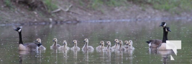 May 19, 2024 Baby Geese Peace Park 0095