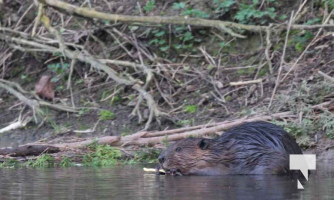 May 19, 2024 Beaver Peace Park 0085