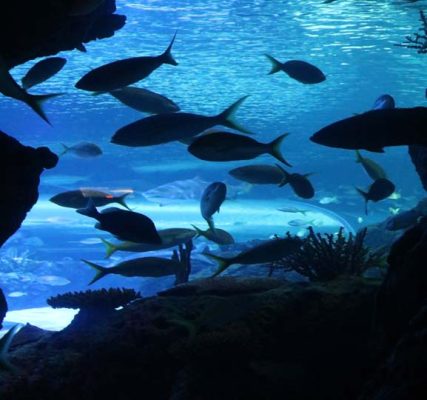 March 16, 2025 Ripleys Aquarium549