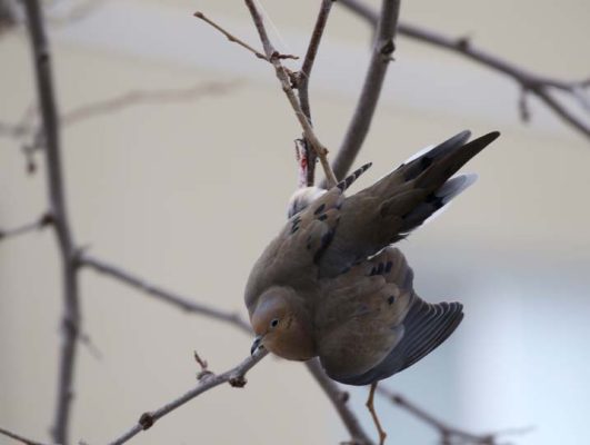 March 20, 2025 Dove Rescue Cobourg695