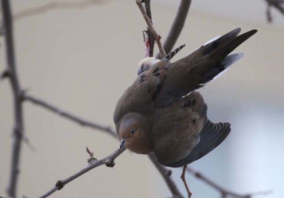 March 20, 2025 Dove Rescue Cobourg696