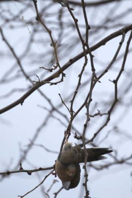 March 20, 2025 Dove Rescue Cobourg697