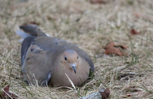 March 20, 2025 Dove Rescue Cobourg698