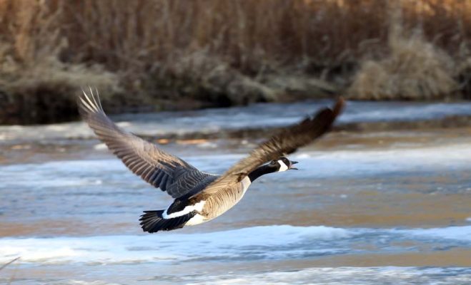 March 21, 2025 Nawauting Sanctuary Geese733