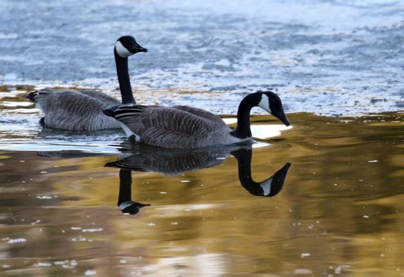 March 21, 2025 Nawauting Sanctuary Geese734