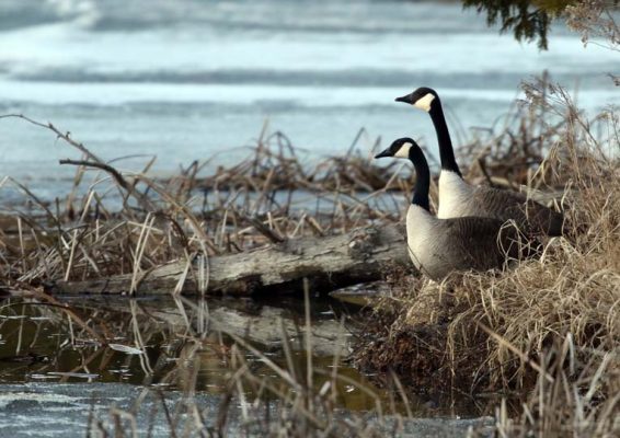 March 21, 2025 Nawauting Sanctuary Geese736