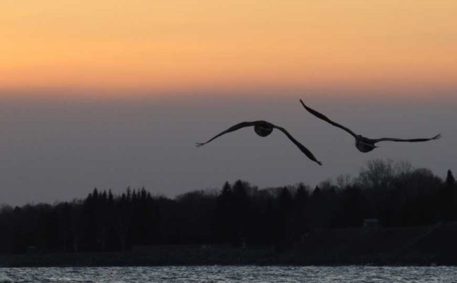 March 21, 2025 Nawauting Sanctuary Geese738