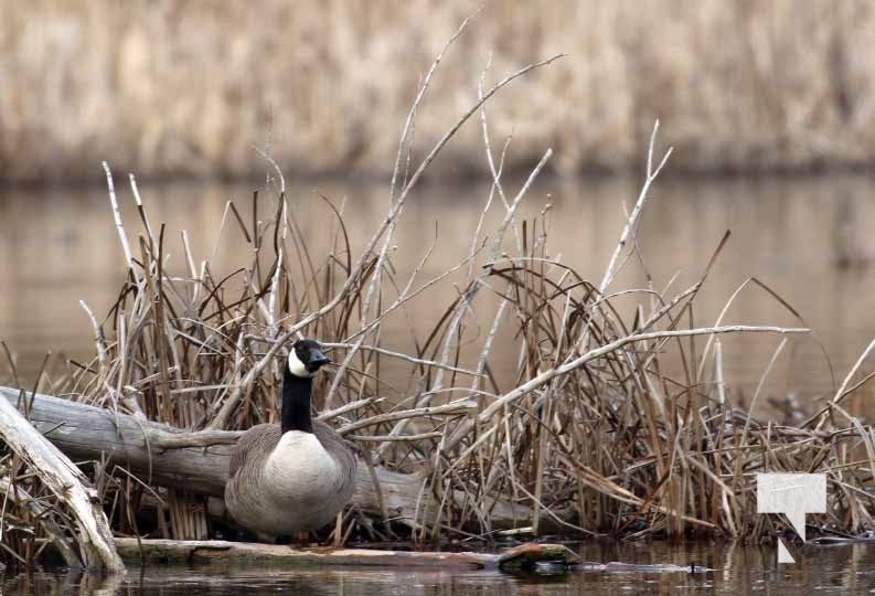 April 6, 2025 geese Nawautin Sanctuary1231 - Today's Northumberland ...