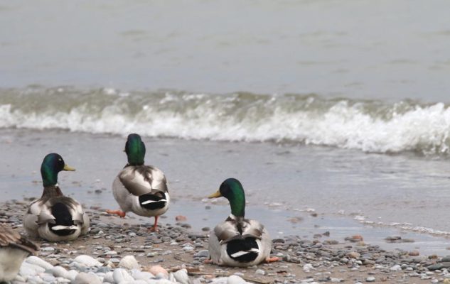May 14, 2025 Ducks2432