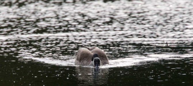 May 14, 2025 Geese2424