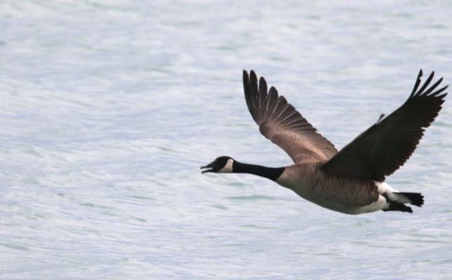 May 14, 2025 Geese2427