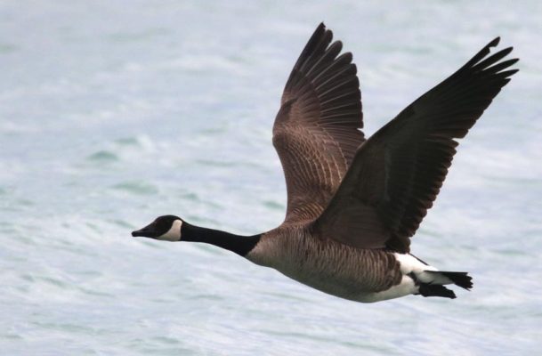May 14, 2025 Geese2428