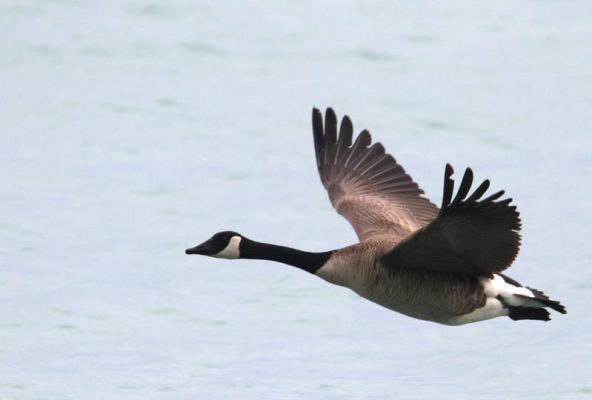 May 14, 2025 Geese2429