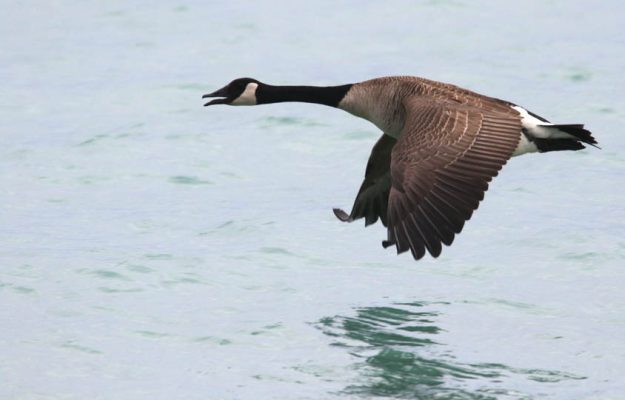 May 14, 2025 Geese2430