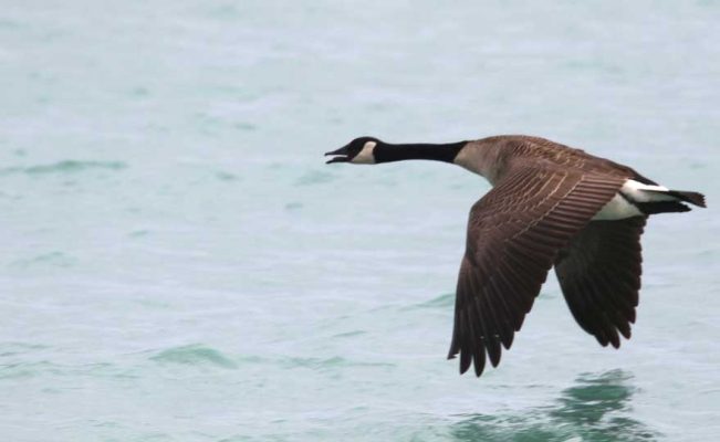 May 14, 2025 Geese2431