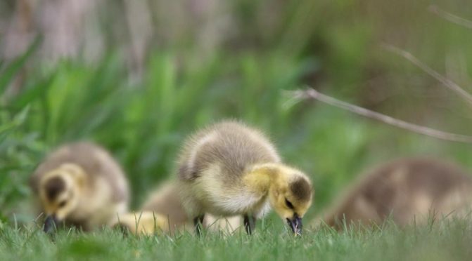May 14, 2025 Goslings2433