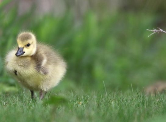 May 14, 2025 Goslings2435