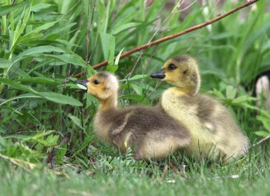 May 14, 2025 Goslings2436