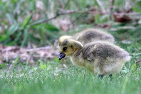 May 14, 2025 Goslings2438