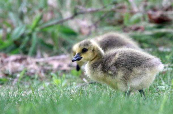 May 14, 2025 Goslings2439