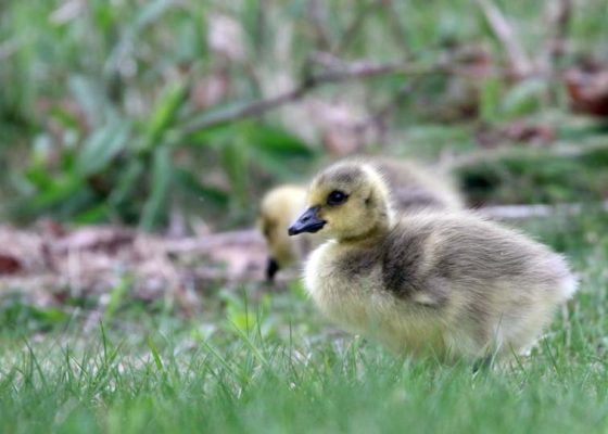 May 14, 2025 Goslings2440