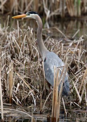 May 14, 2025 Heron2419