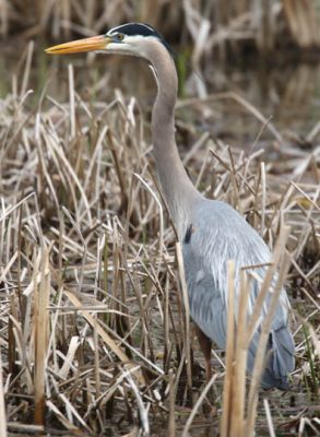 May 14, 2025 Heron2420