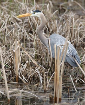 May 14, 2025 Heron2421