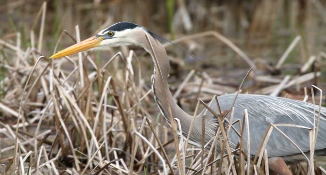 May 14, 2025 Heron2423