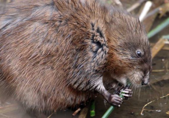 May 14, 2025 Muskrat2441