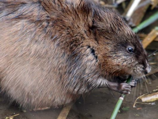 May 14, 2025 Muskrat2442