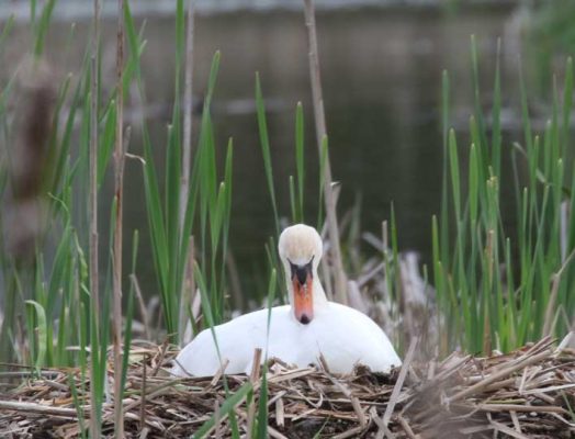 May 14, 2025 Swan2413