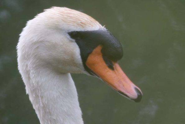 May 14, 2025 Swan2414