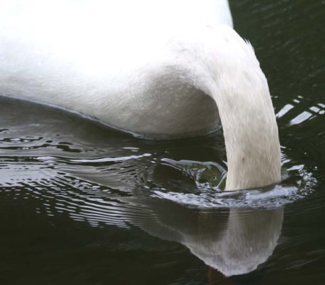 May 14, 2025 Swan2415