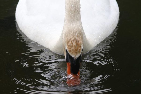 May 14, 2025 Swan2417