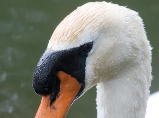 May 14, 2025 Swan2418