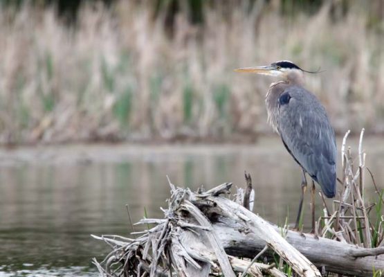 May 19, 2025 Heron Nawautin Sanctuary2626
