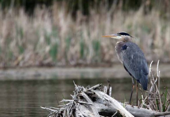 May 19, 2025 Heron Nawautin Sanctuary2627