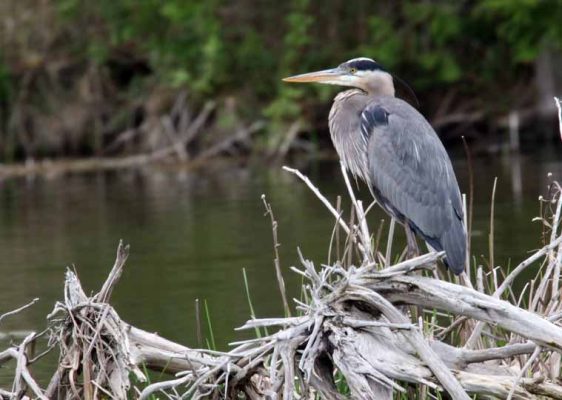 May 19, 2025 Heron Nawautin Sanctuary2628