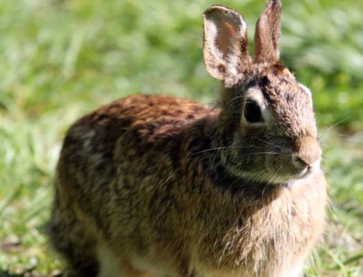 May 19, 2025 Rabbit Nawautin Sanctuary2634