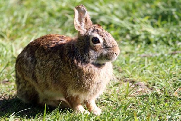 May 19, 2025 Rabbit Nawautin Sanctuary2635