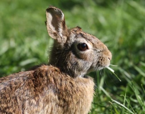 May 19, 2025 Rabbit Nawautin Sanctuary2636