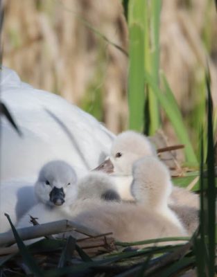 May 19, 2025 Swan Cygnets Nawautin Sanctuary2637