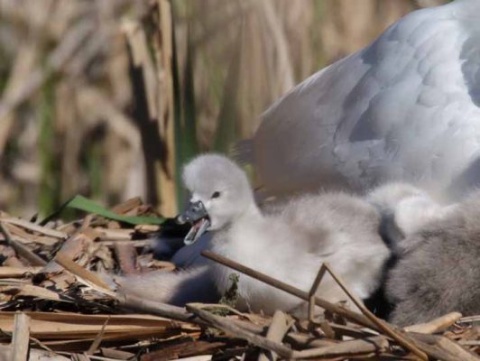 May 19, 2025 Swan Cygnets Nawautin Sanctuary2638