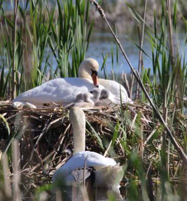 May 19, 2025 Swan Cygnets Nawautin Sanctuary2639
