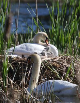 May 19, 2025 Swan Cygnets Nawautin Sanctuary2640