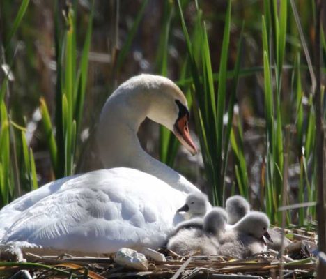 May 19, 2025 Swan Cygnets Nawautin Sanctuary2641