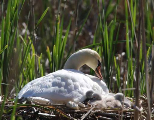 May 19, 2025 Swan Cygnets Nawautin Sanctuary2642