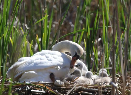 May 19, 2025 Swan Cygnets Nawautin Sanctuary2643