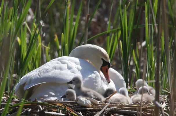 May 19, 2025 Swan Cygnets Nawautin Sanctuary2644